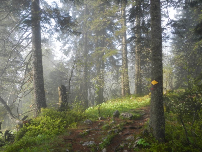 Sentier forestier