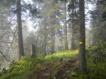 Sentier forestier