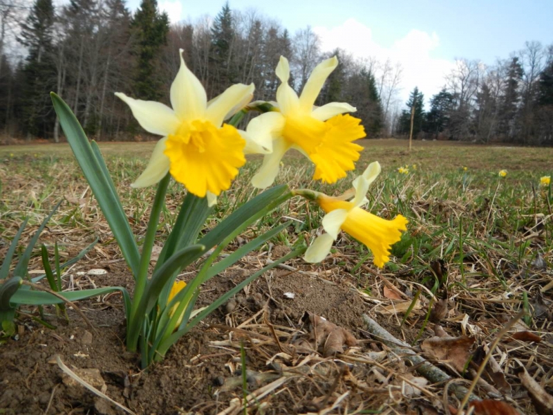 La saison des Jonquilles