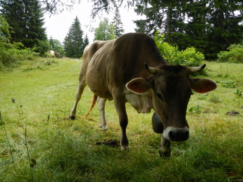 La vache curieuse
