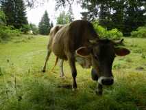 La vache curieuse