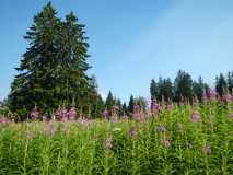 Herbes hautes